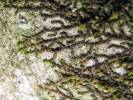 Frullania dilatata - kovanec plochý