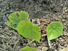 Begonia serotina