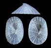 Coccopigya punctoradiata