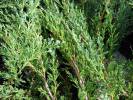 Juniperus horizontalis