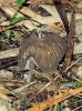 Pluteus thomsonii