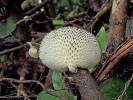 Neofavolus subpurpurascens
