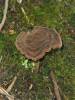 Amauroderma rude