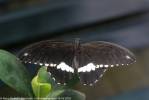 Papilio polytes romulus