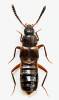 Pella humeralis
