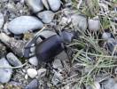 Calosoma maderae dzungaricum