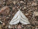 Megaspilates mundataria