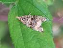 Syricoris lacunana - obaleč jahodníkový
