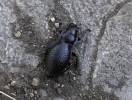 Carabus cicatricosus