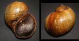 Pomacea maculata - ampulárka obrovská