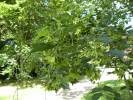 Acer buergerianum - Trident Maple