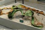 Welwitschia mirabilis - welwitschie podivná