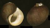 Pomacea sinamarina