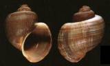 Pomacea diffusa