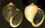Pomacea urceus