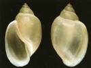 Physella acuta - levatka ostrá