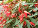 Begonia boliviensis 'Santa Cruz'