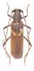 Knulliana cincta cincta