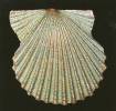 Leptopecten linki