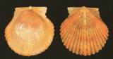 Argopecten noronhensis