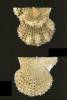 Leptopecten bavayi