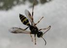 Gorytes laticinctus