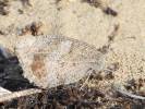 Hipparchia statilinus statilinus