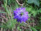 Nigella damascena - černucha damašská