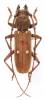 Gnatholea eburifera