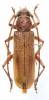 Gnatholea eburifera