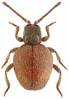 Sphaericus pinguis