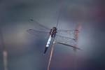 Orthetrum albistylum - vážka bělořitná