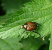 Popillia japonica - listokaz japonský