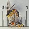 Harpactus elegans