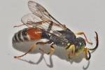 Harpactus elegans