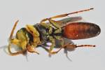 Harpactus elegans