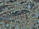 Harpactus elegans
