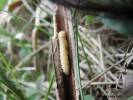 Oberea histrionis