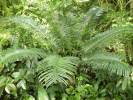 Cycas aculeata - cykas ostnitý