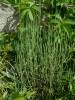 Ephedra distachya - chvojník dvouklasý