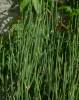 Ephedra distachya - chvojník dvouklasý