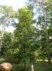 Carya glabra - ořechovec lysý