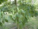Carya glabra - ořechovec lysý