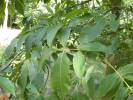 Carya glabra - ořechovec lysý
