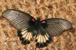 Papilio memnon agenor