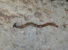 Bipalium kewense - ploštěnka skleníková