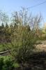Betula humilis - bříza nízká