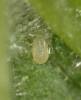 Neoseiulella tuberculata