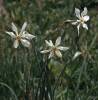 Narcissus poëticus - Pheasant's-eye Daffodil