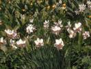 Narcissus poëticus - Pheasant's-eye Daffodil